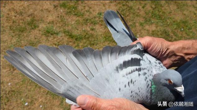 鸽子嘴有钩可以剪吗，如果鸽子两边翅膀都被剪了，要多久才会长出来