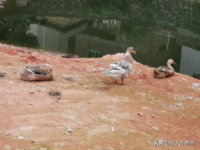 温兆宇:一些人进猪舍为什么要穿靴子