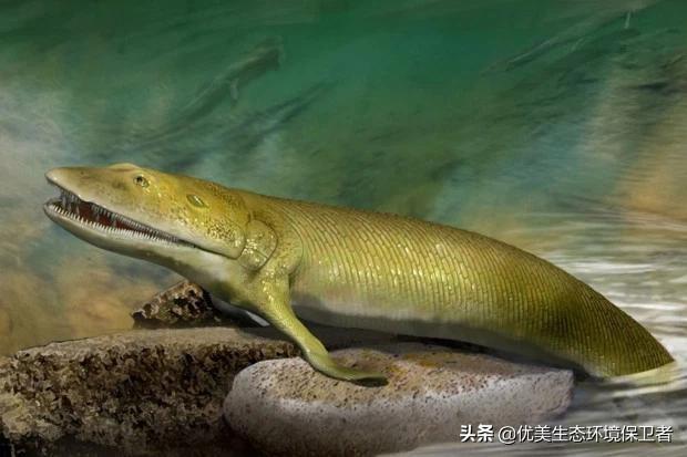 巨型蝾螈图片:1.5米蝾螈图片 科学分析：你能跑得过霸王龙吗？