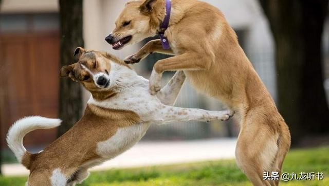 斗斗狗视频大型狗咬死:我们经常能看到两只狗打架，其真正的原因是什么？