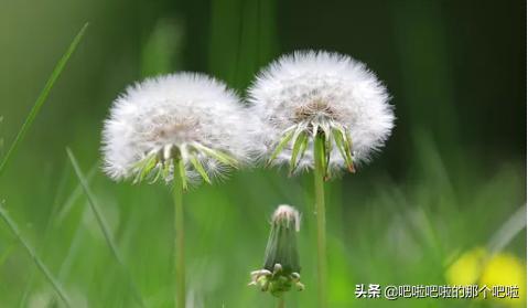 植物种子的传播方式有哪些(植物种子的传播方式有哪些 百度经验)