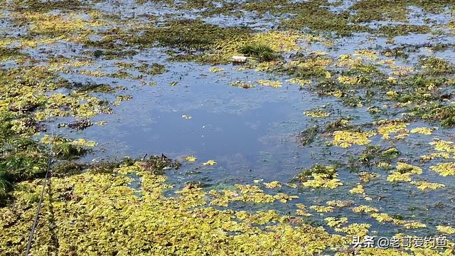 冰钓黄金鲫鱼:11月份，野外水面钓大鲫鱼，怎样选择钓位和窝料？