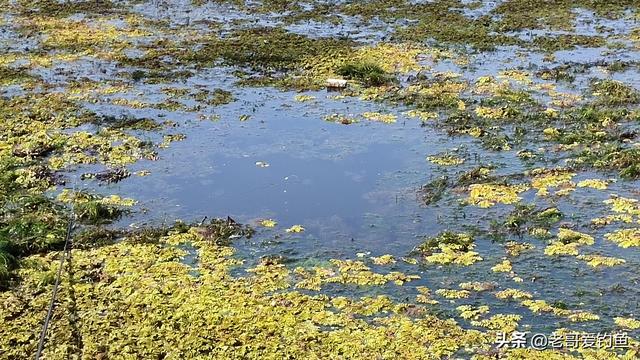 冰钓黄金鲫鱼:11月份，野外水面钓大鲫鱼，怎样选择钓位和窝料？