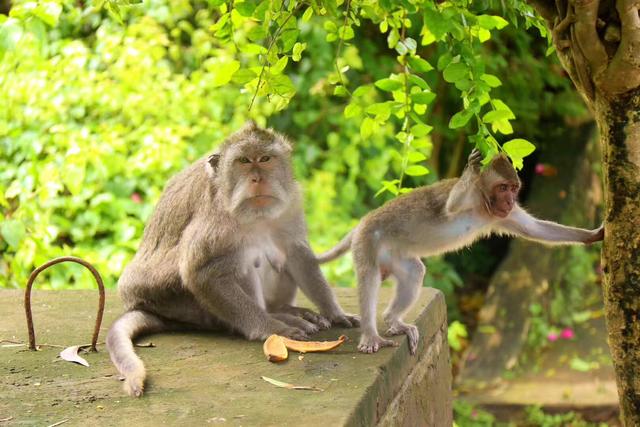 巴厘岛的猴子危险吗，巴厘岛暑假人会很多吗有什么好玩的地方
