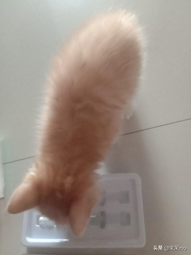 猫图片大全:养田园猫，你愿意花钱吗？