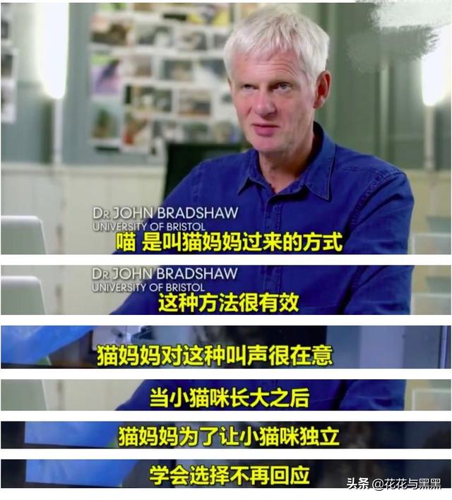 猫救主人:猫咪一整天时不时得喵喵喵对着主人叫，想干啥？