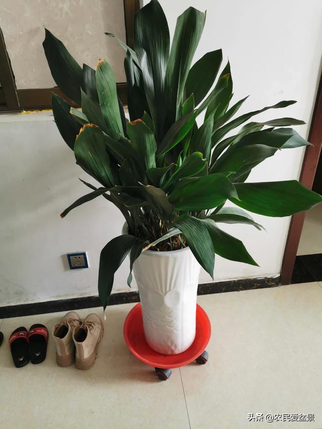 室内最好的观赏植物:十大室内观赏植物 请问家里养什么植物最好，并且好养活的？