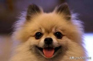 小型宠物犬品种大全:容易打理的小型犬有哪些？