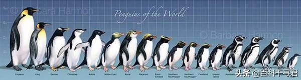 企鹅在哪个极，南极和北极都有企鹅生存吗？为什么？