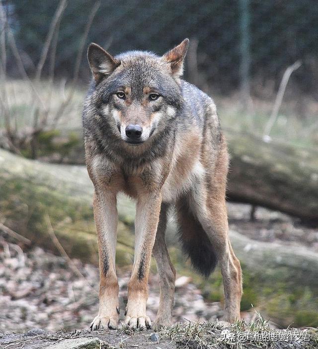 澳洲野犬长途奔袭30公里:猫科动物和犬科动物谁更厉害？