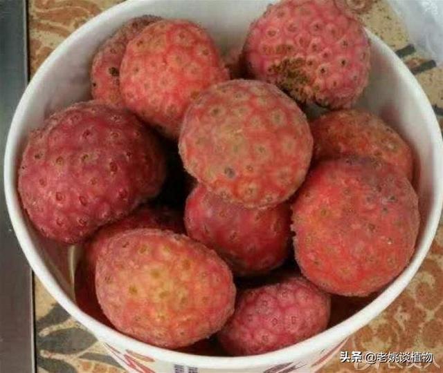鸡蛔虫病什么症状:家养的鸡很瘦，喂什么上膘快？