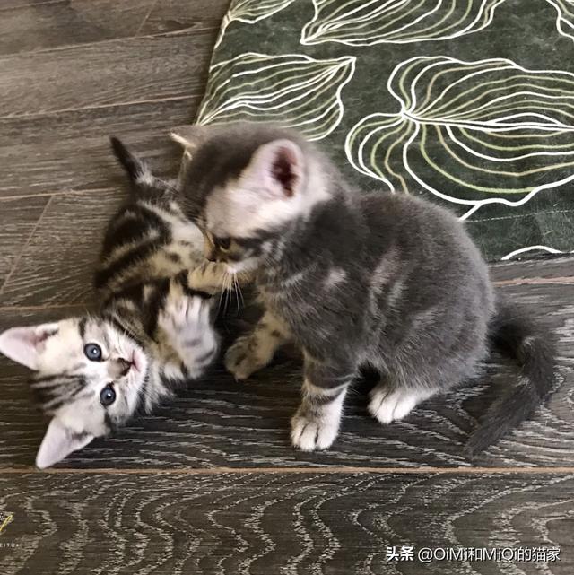 两只超萌猫咪图片:同时养两只猫是种什么体验？