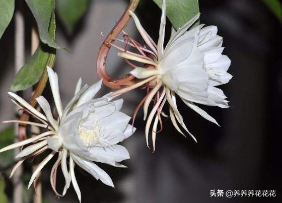 假昙花为什么不开花:我养的昙花为什么不开花？怎么养好？