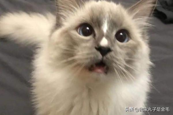 布偶猫多少钱:布偶猫多少钱一只 一只布偶猫大约什么价位？