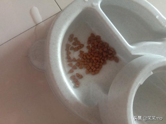 猫图片大全:养田园猫，你愿意花钱吗？