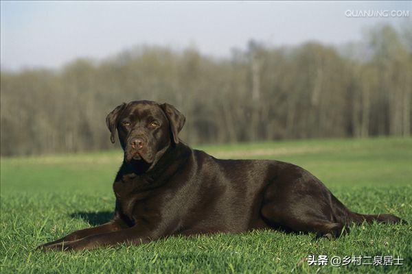 中国允许养的大型犬图片