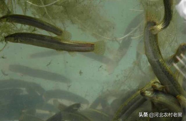 苦力泥鳅好不好:养泥鳅可以用花盆中的土吗？