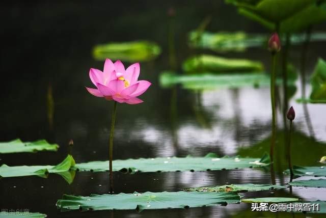 头条问答 养花需要散光 散光是什么意思 花放在什么地方算散光 99个回答