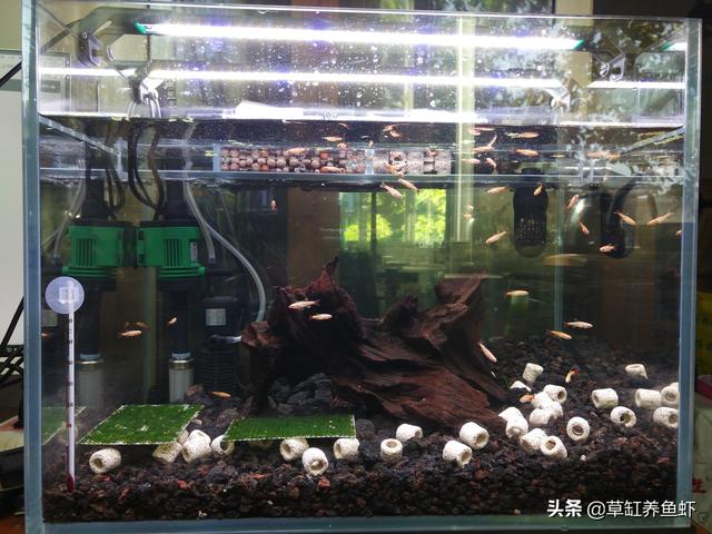 鱼缸如何检测水质:鱼缸里的水过肥或者过瘦，我们应该如何判断和处理？