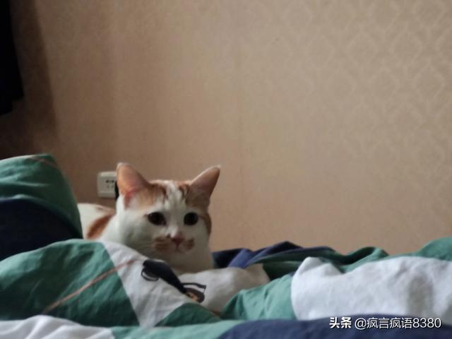 猫咪吃什么天然猫粮好:请问猫咪到底吃什么猫粮好呀，选到头秃？