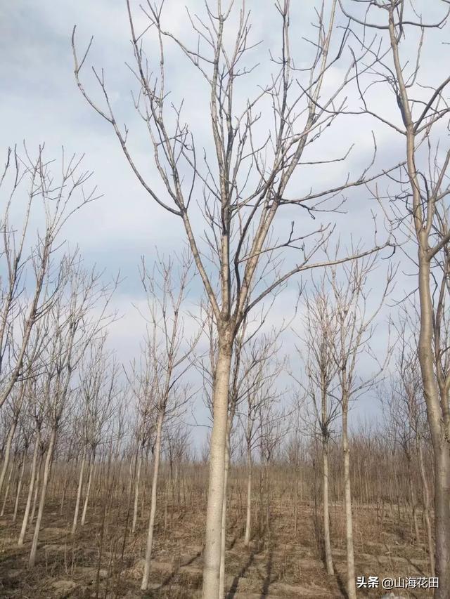 绿篱植物:四季常绿，可以做绿篱的植物有哪些？