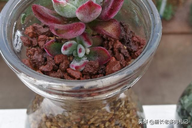 长生草属:无孔的玻璃瓶养多肉是什么原理？