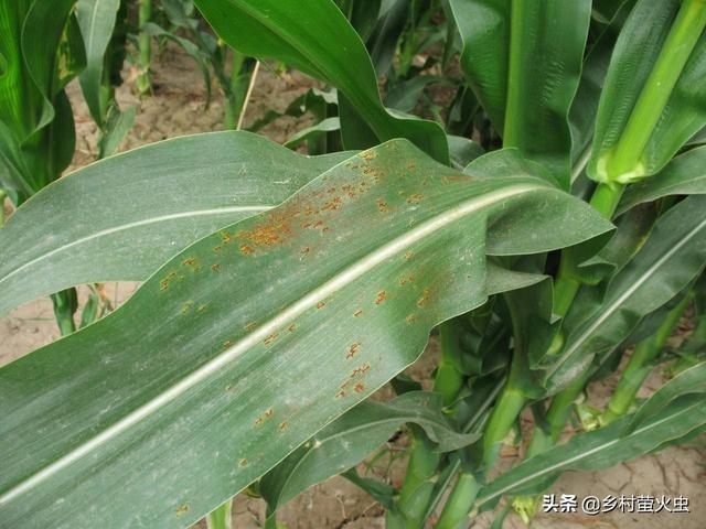 阿维菌素的作用:伊维菌素和阿维菌素的区别？
