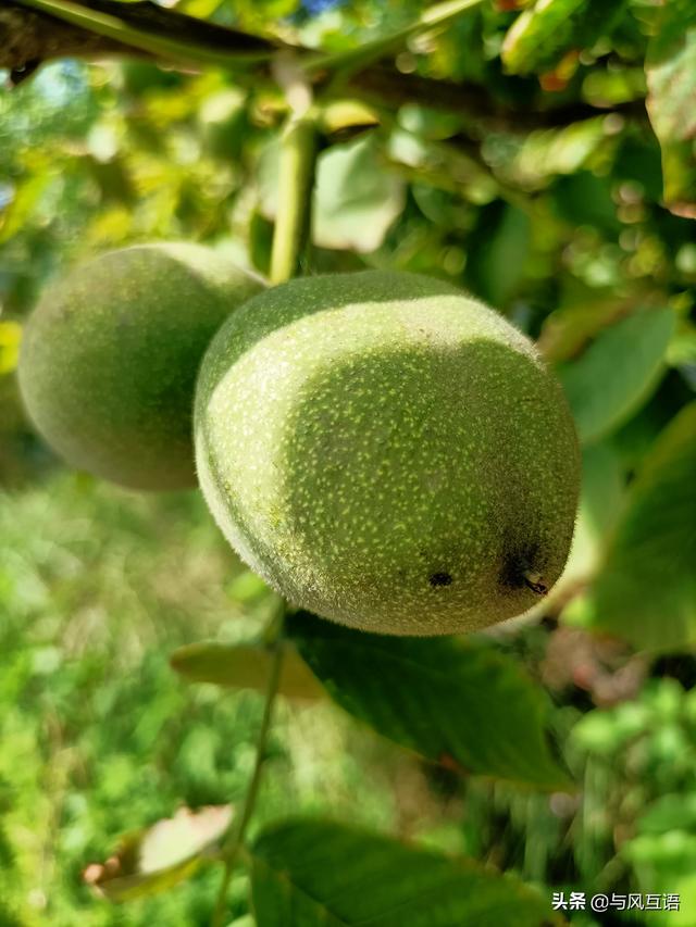 袁天罡的相面之术口诀,奇人袁天罡，此人真实性有多少？