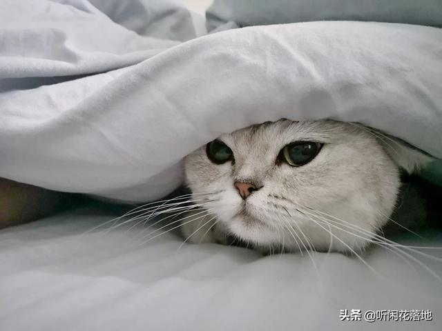 想养一只猫,不用很贵的品种,只想有一个陪伴,有什么推荐或需要注意的吗？