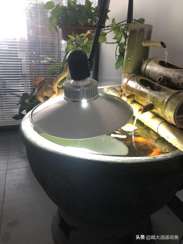 藻复康:虾苗，打什么药可以去青苔？