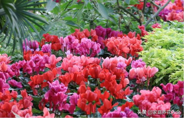 仙客来图片大全大图:仙客来只开了一年花，以后几年只长叶子不开花，是怎么回事？