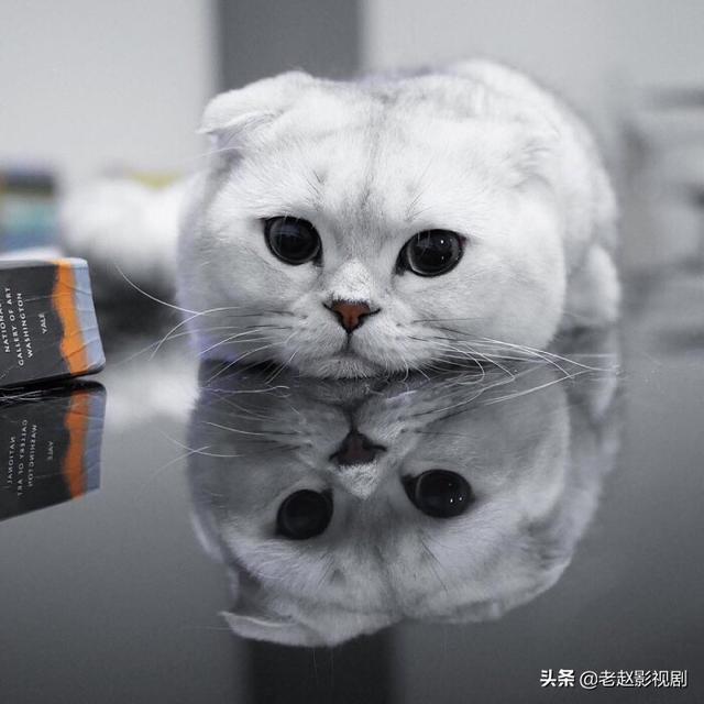 玳瑁色:折耳猫一般流行的颜色分类有哪些？