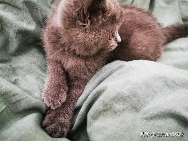 养猫指南百度文库:猫不长肉怎么办，大家都是用什么办法来解决的啊？