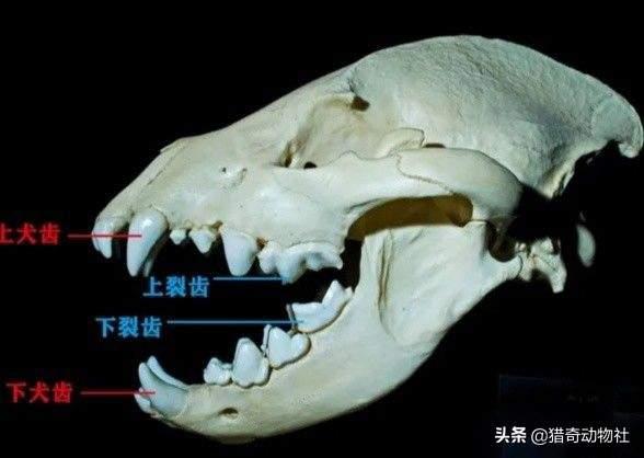 大熊猫吃什么竹子填空6:熊猫属于食肉动物为什么却一直喜欢吃竹子？