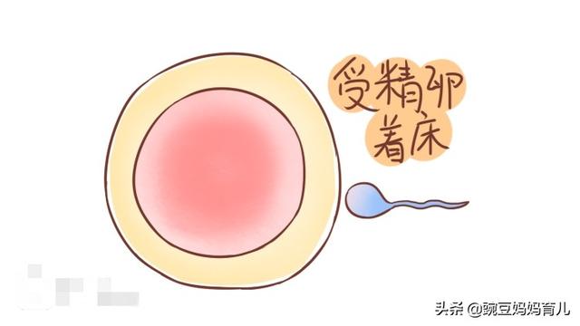头条问答 备孕时 出现什么征兆 说明受精卵着床了 37个回答