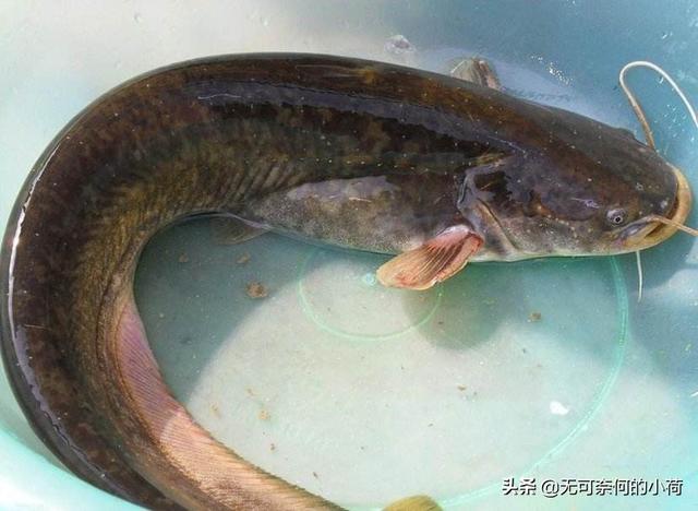 头条问答 - 野生鲶鱼很脏吗?(10个回答)