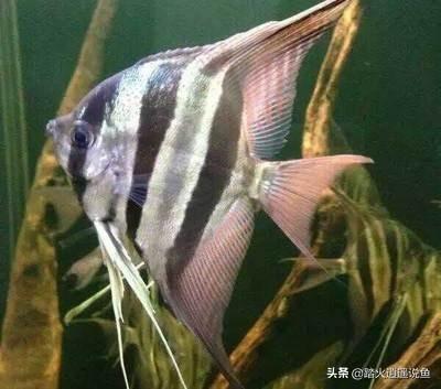 燕子美人会跳缸吗:40裸缸，新手入门养什么观赏鱼好？