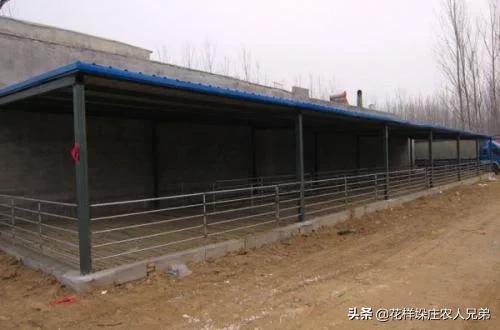 公羊兔兔舍的建造:25万建设羊圈怎样设计？