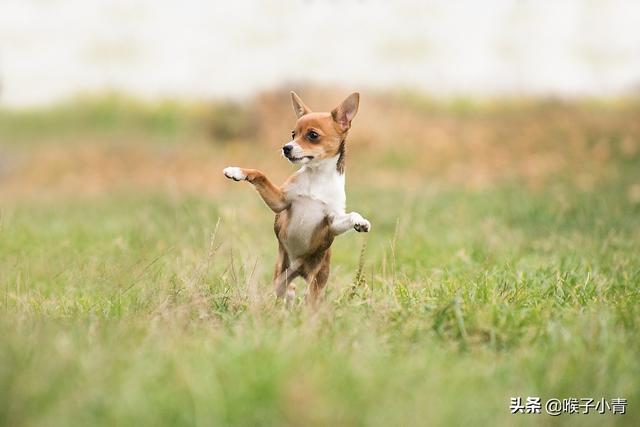 狂犬病传播途径:家里的狗不接触其它动物会有狂犬病毒吗？为何？ 狂犬病传播途径人与人传播吗