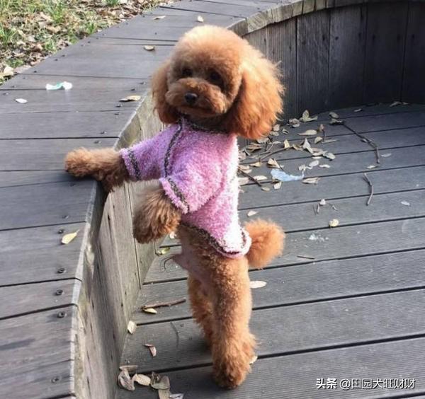 济南宠物网红:为什么感觉我们看到会直立行走的网红狗狗基本上都是泰迪犬呢？