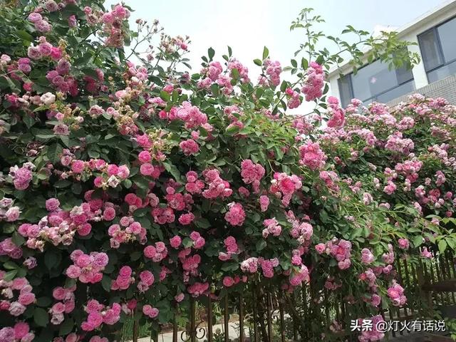 家住别墅是什么样的感觉？插图73