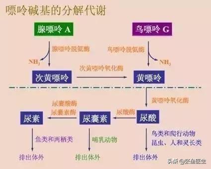 红酒嘌呤高吗，痛风人群不能喝啤酒、黄酒，那少量喝红酒可以吗