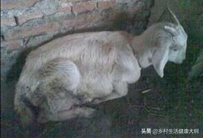 寄生虫性皮肤病用什么药:寄生虫性皮肤病症状 常见的羊皮肤上寄生虫病，养羊如何进行治疗？