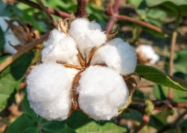 新疆棉花事件始末，棉花抵制事件引起高度关注，中国棉花行业发展如何