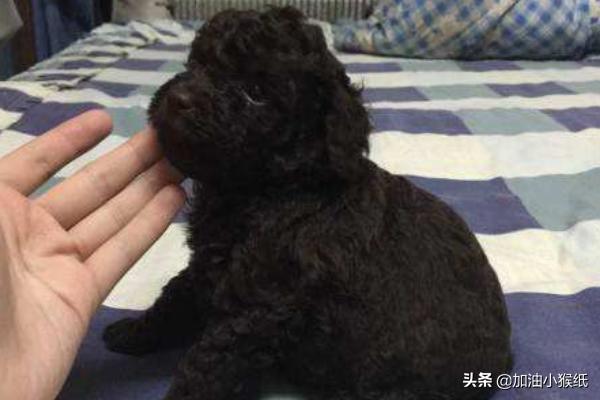 两个月的巴吉度犬图片:2个月泰迪怎么养？新手养泰迪要注意什么？