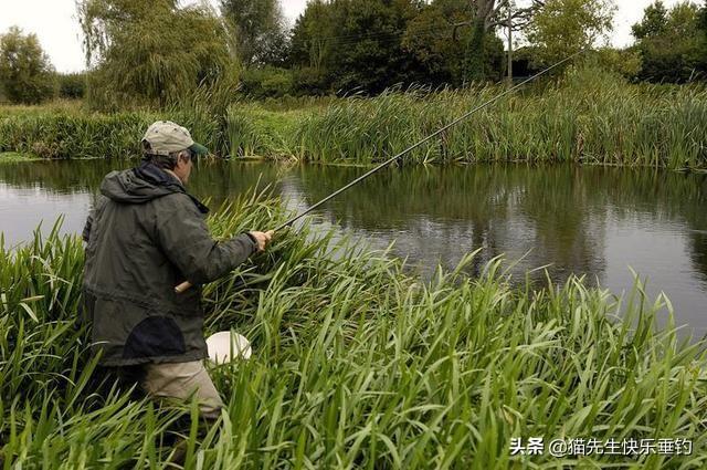 钓黄金鲫鱼用什么小药效果好:钓鲤鱼、鲫鱼的药酒，用什么泡制效果好？