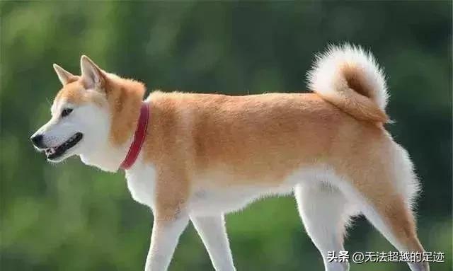 农户家中惊现圣旨:农村俗语“五喜不请自来，家中能人辈出”，具体是说哪“五喜”？