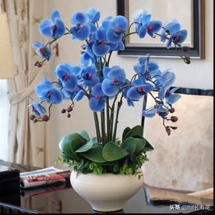 小型观花植物:有哪些适合秋冬观花的室内植物？