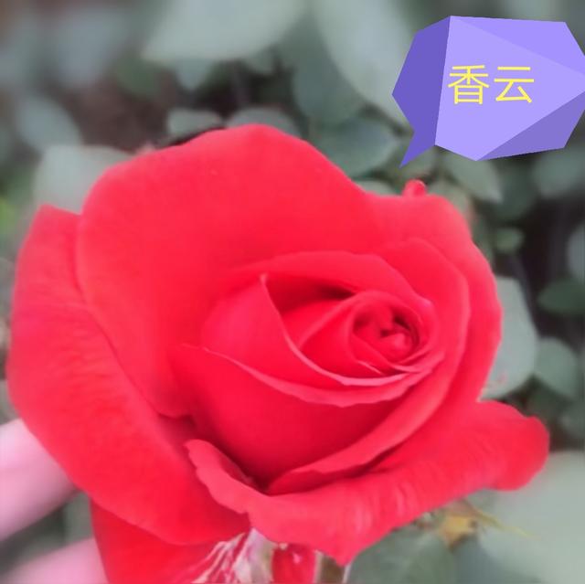 优秀月季花品种介绍百度网:名贵月季十大品种是哪些品种？