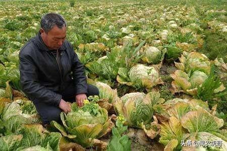 促进以创业带动就业，年轻人回农村创业面临的最大问题和障碍是什么有何良策